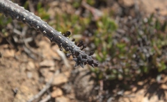 Quaqua pruinosa