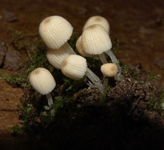 Coprinellus disseminatus