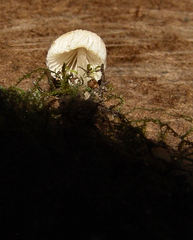 Coprinellus disseminatus
