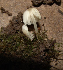 Coprinellus disseminatus