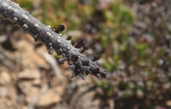 Quaqua pruinosa