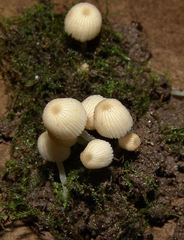 Coprinellus disseminatus