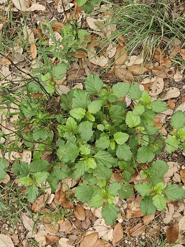 Malvastrum coromandelianum