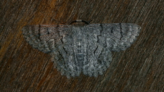 Crypsiphona tasmanica