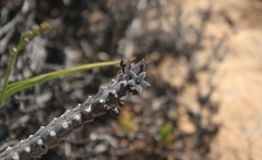 Quaqua pruinosa