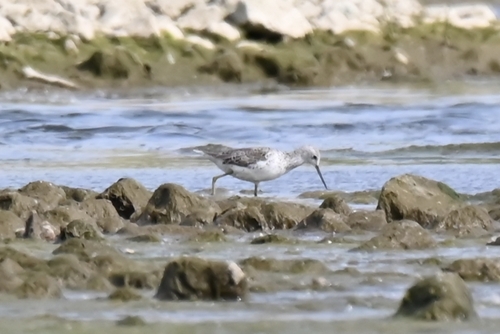 Marsh Sandpiper