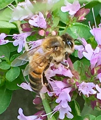 Apis mellifera