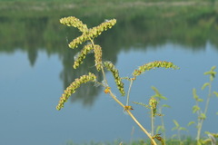 Actaea cimicifuga