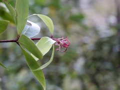 Pittosporum cornifolium