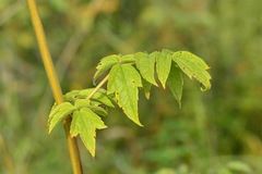 Actaea cimicifuga