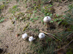 Tulostoma brumale