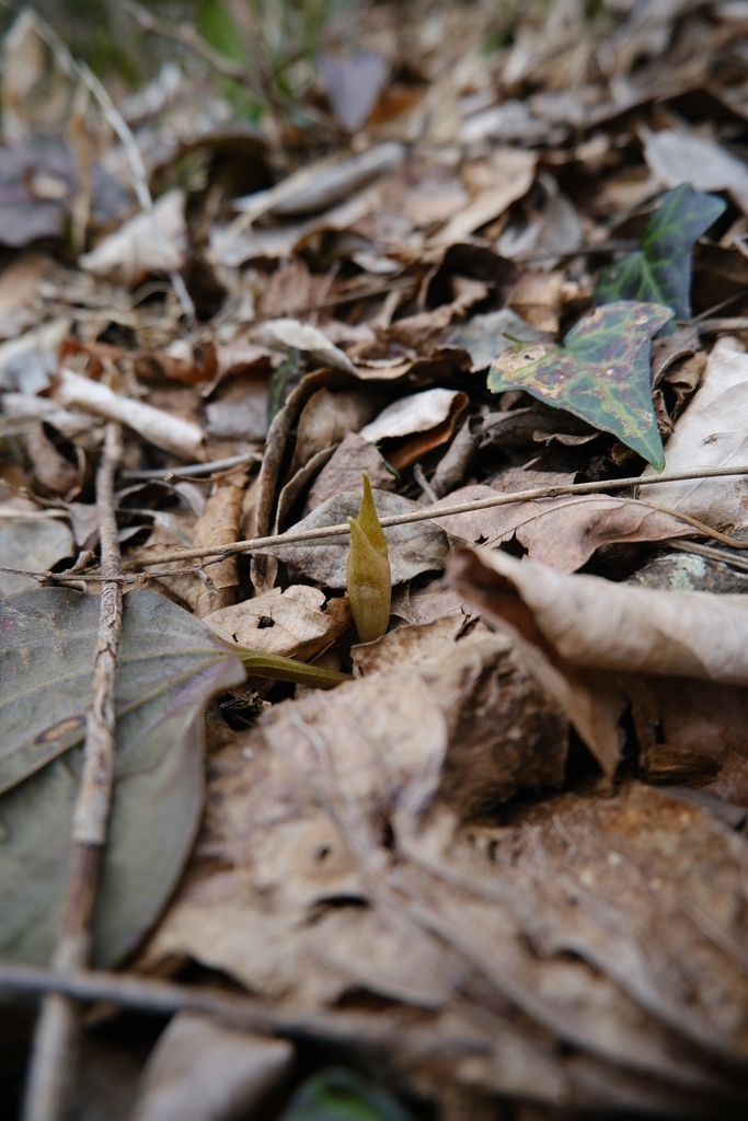 Changnienia amoena