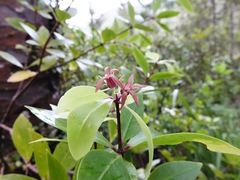 Pittosporum cornifolium