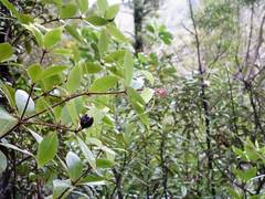 Pittosporum cornifolium