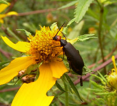 Epicauta atrata