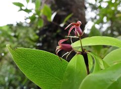 Pittosporum cornifolium