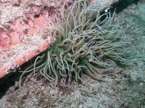 Anemonia viridis
