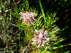 Serruria rostellaris