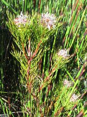 Serruria rostellaris