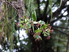 Pittosporum cornifolium