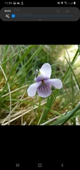 Viola rupestris