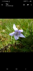 Viola rupestris