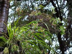Pittosporum cornifolium