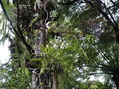 Pittosporum cornifolium