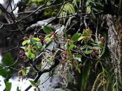 Pittosporum cornifolium