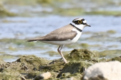 Little Ringed Plover