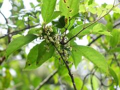 Melicytus macrophyllus