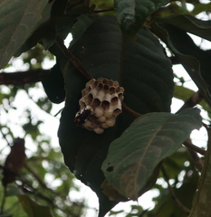 Polistes sagittarius