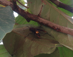 Polistes sagittarius