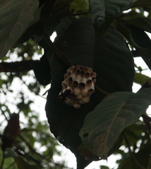 Polistes sagittarius