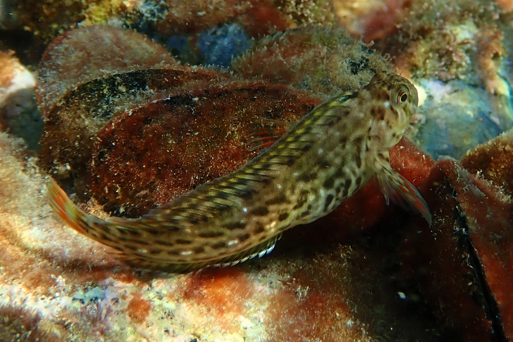 Rusty Blenny