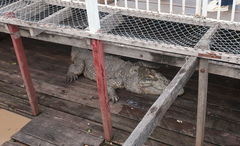 Crocodylidae