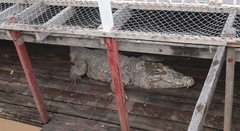 Crocodylidae
