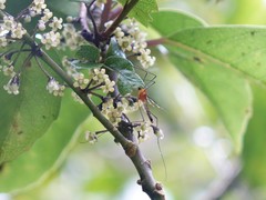 Aurotipula clara