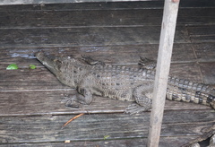 Crocodylidae