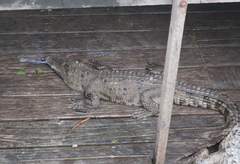 Crocodylidae