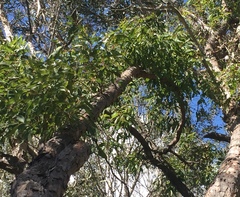 Angophora