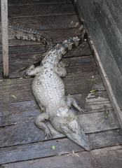 Crocodylidae