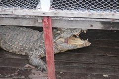 Crocodylidae