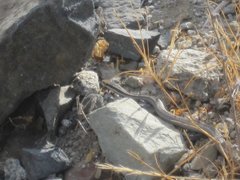 Philodryas chamissonis