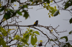 Icterus portoricensis