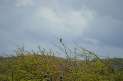 Icterus portoricensis
