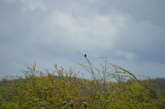 Icterus portoricensis