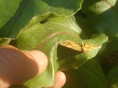 Pelurga comitata
