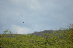 Icterus portoricensis