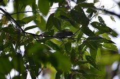 Vireo altiloquus